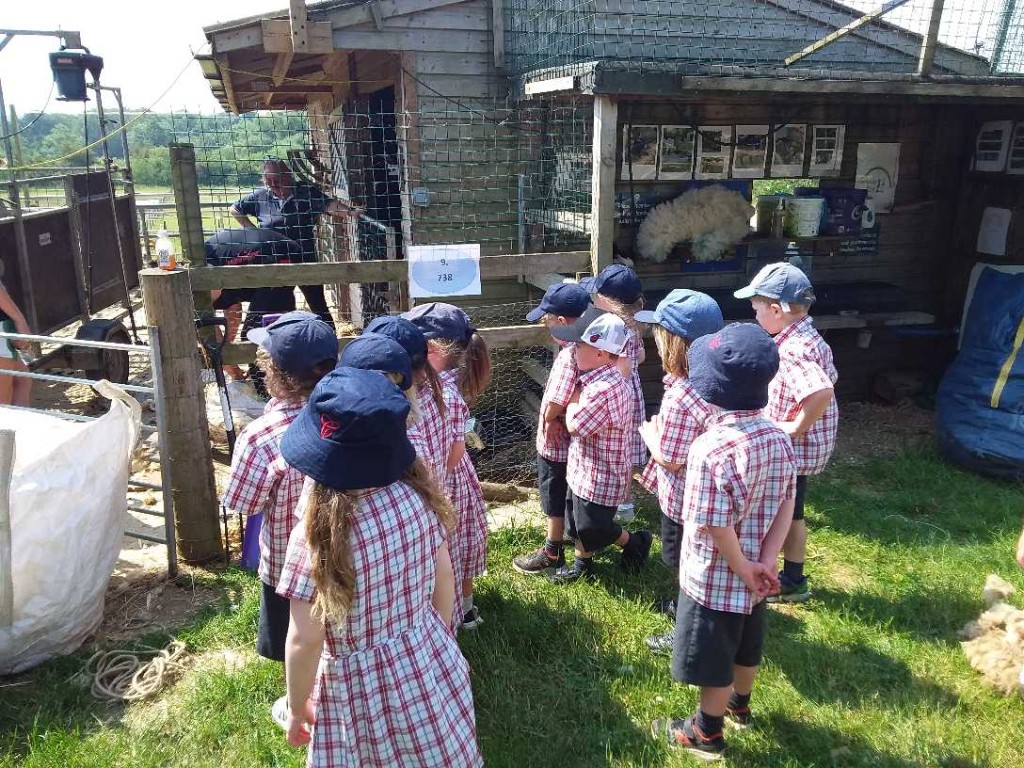 Sheep Shearing, Copthill School