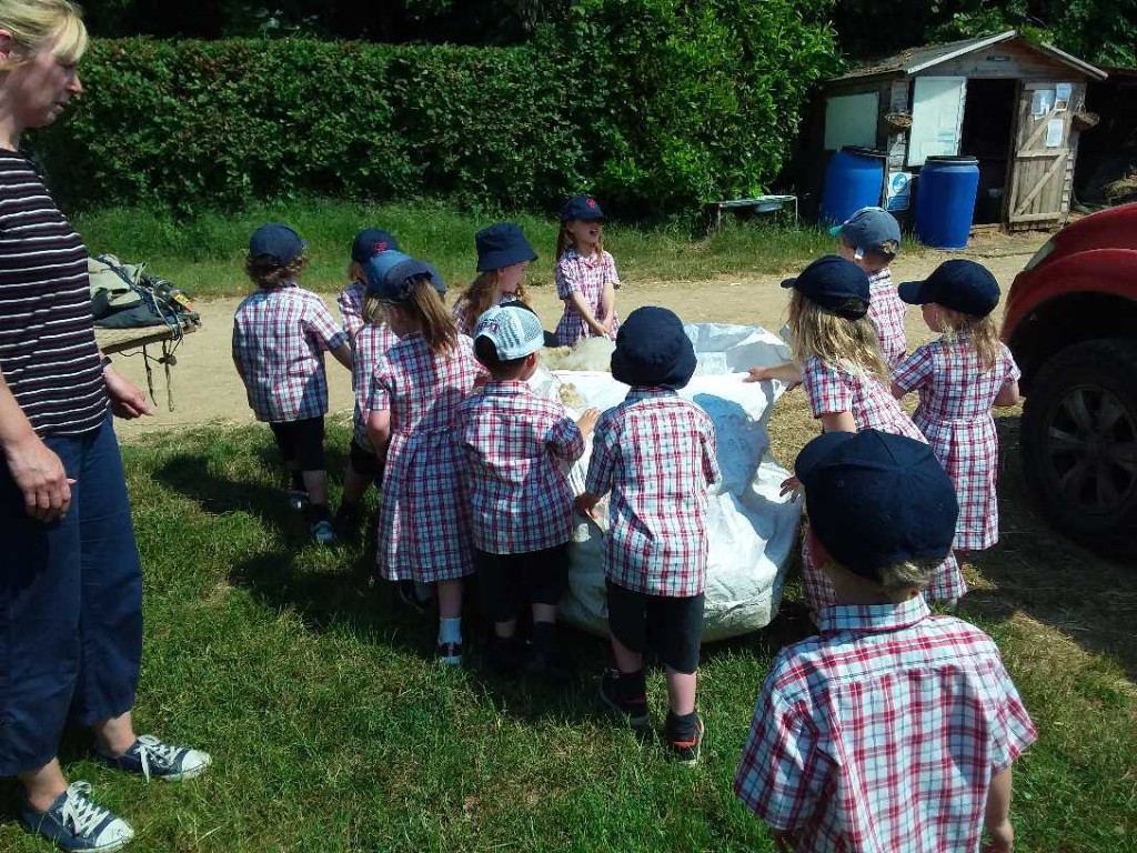 Sheep Shearing, Copthill School