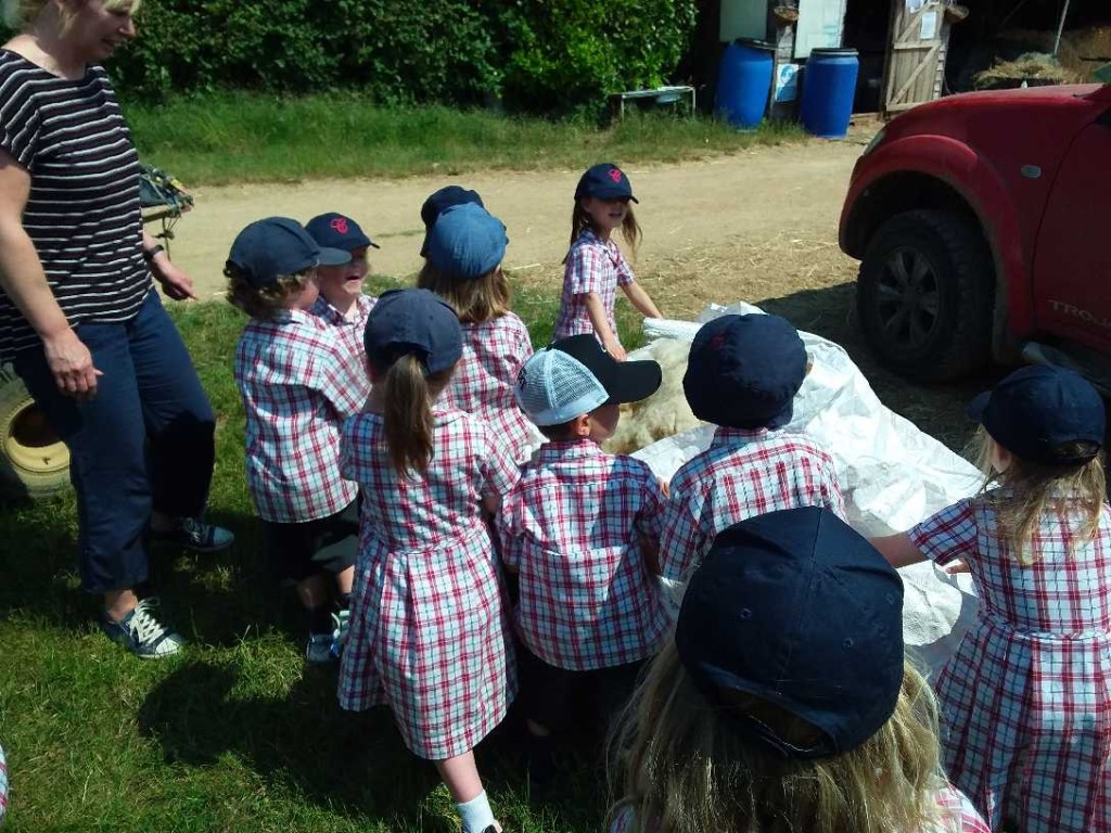 Sheep Shearing, Copthill School