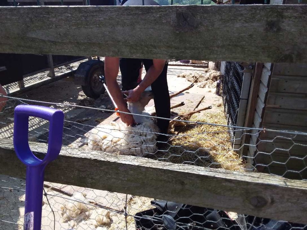 Sheep Shearing, Copthill School