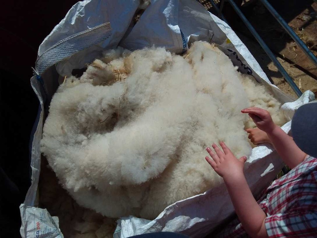 Sheep Shearing, Copthill School