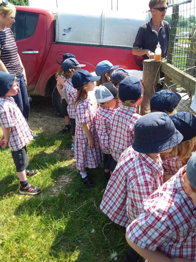 Sheep Shearing, Copthill School