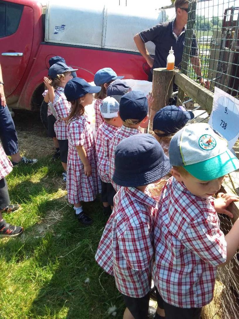 Sheep Shearing, Copthill School