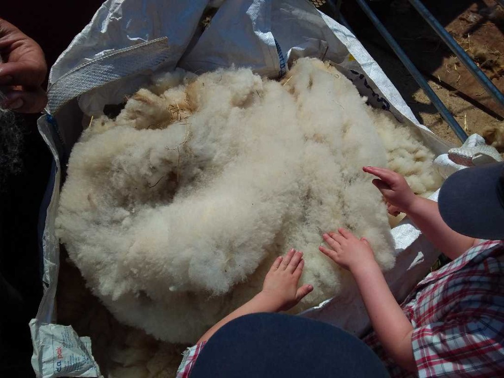 Sheep Shearing, Copthill School