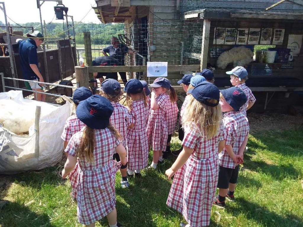 Sheep Shearing, Copthill School