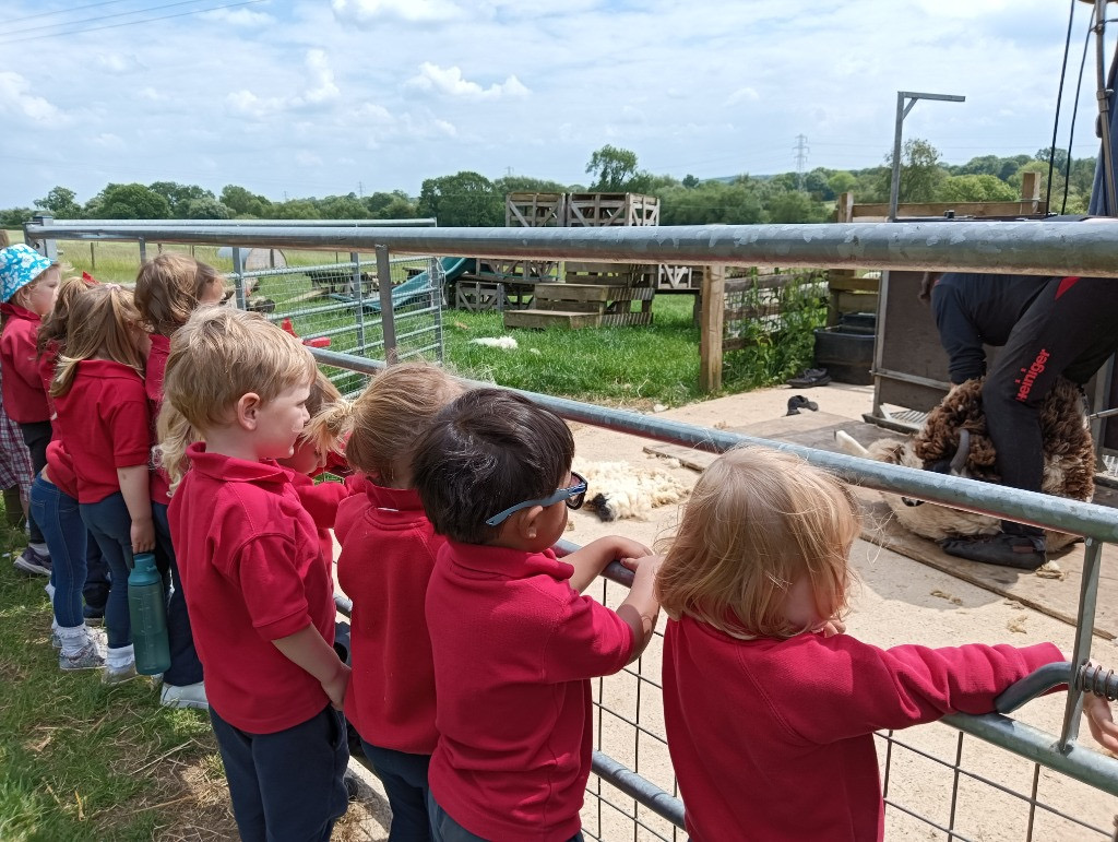 Sheep Shearing, Copthill School