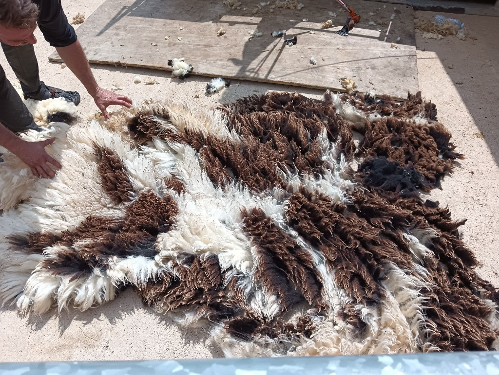 Sheep Shearing, Copthill School