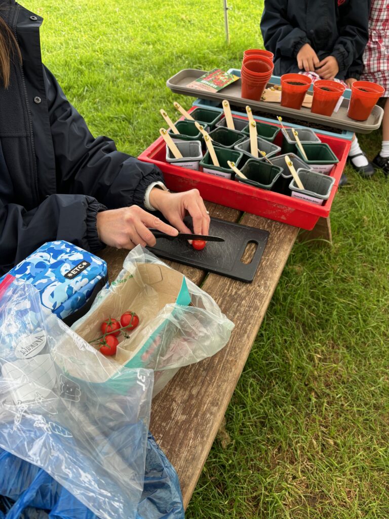 Tomato seeds&#8230;watch this space!, Copthill School