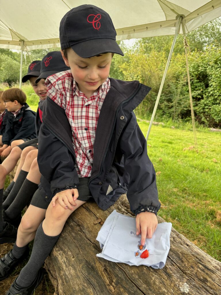 Tomato seeds&#8230;watch this space!, Copthill School