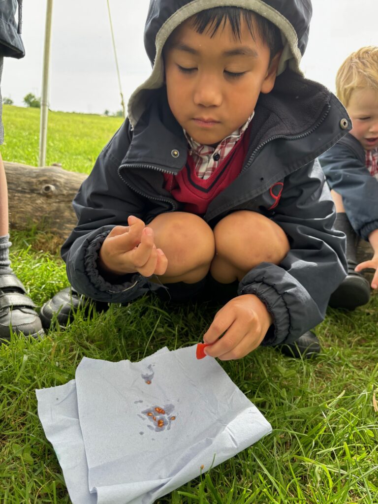 Tomato seeds&#8230;watch this space!, Copthill School