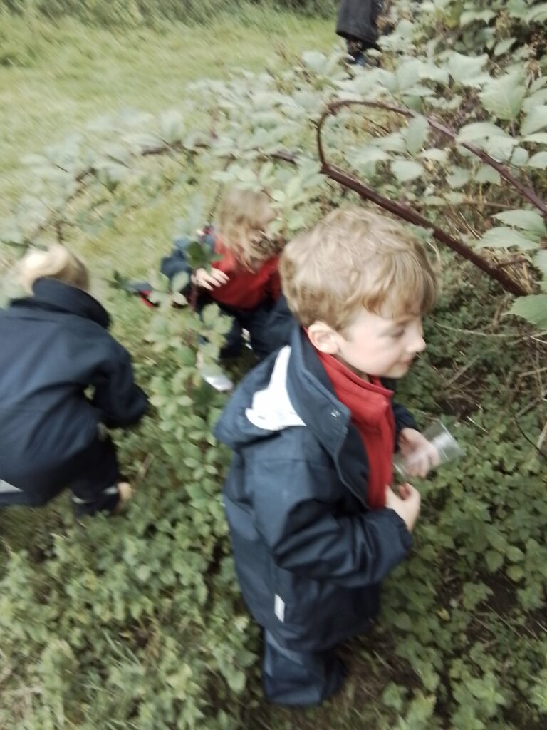 Blackberry Picking, Farming and Voting!, Copthill School