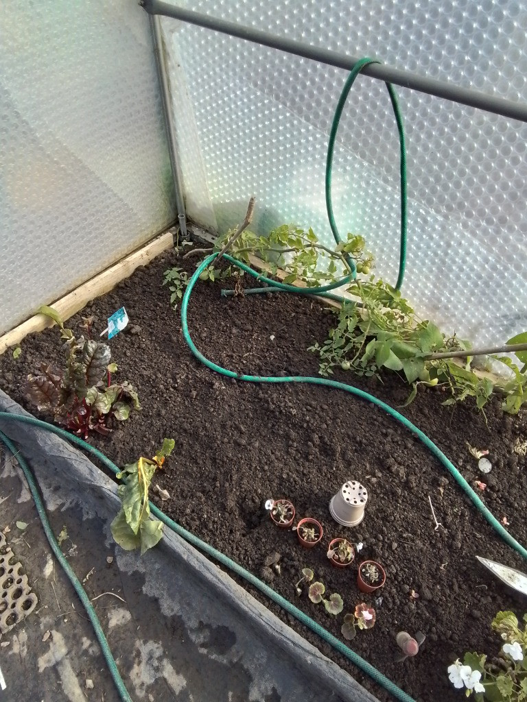 Checking on the Vegetable Patch, Copthill School