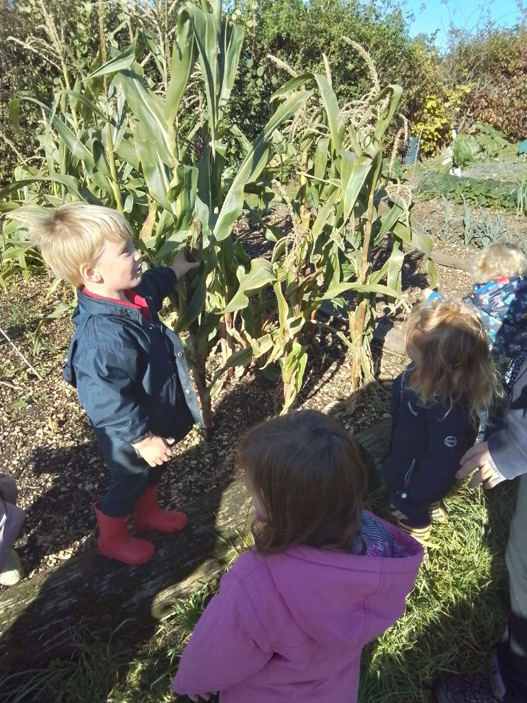 Checking on the Vegetable Patch, Copthill School