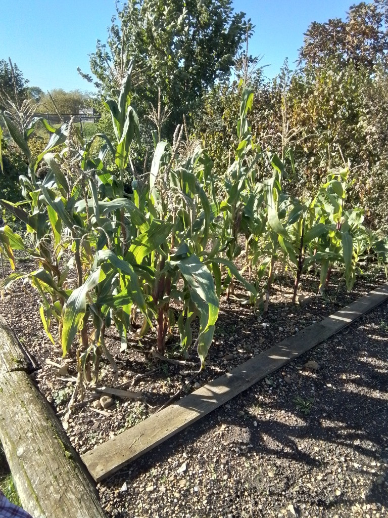 Checking on the Vegetable Patch, Copthill School