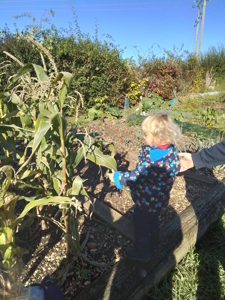 Checking on the Vegetable Patch, Copthill School