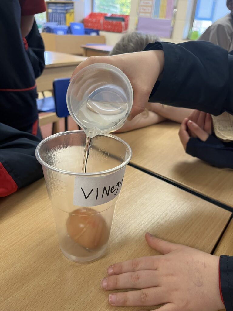 Another eggciting week in Year 4 where science investeggations are cracking on!, Copthill School