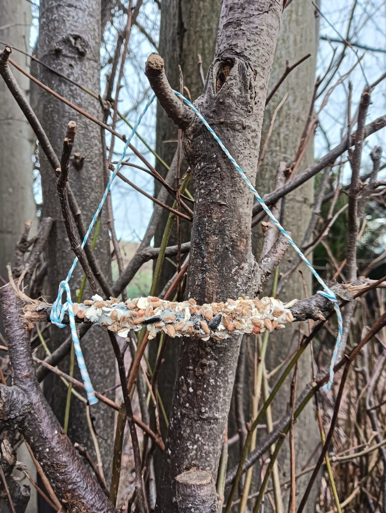 Bird Feeder, Copthill School