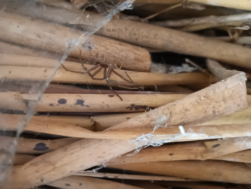 A Spot Of Spider Spotting!, Copthill School