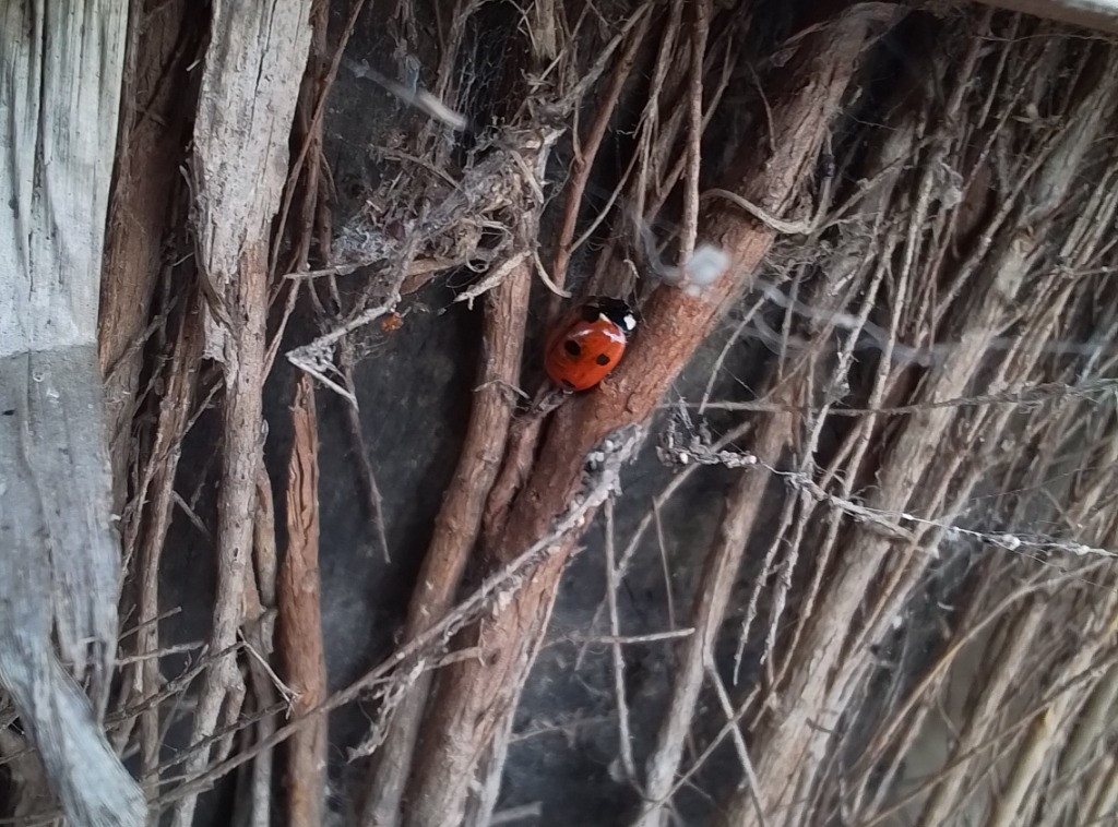 A Spot Of Spider Spotting!, Copthill School