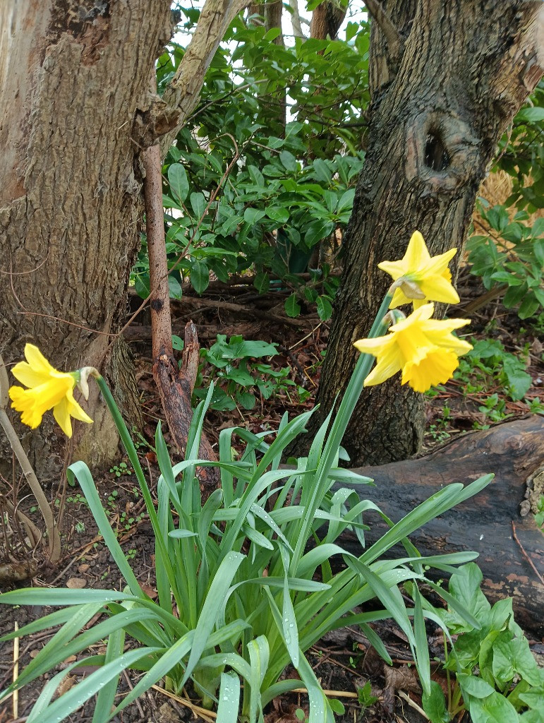 Looking for signs of Spring, Copthill School