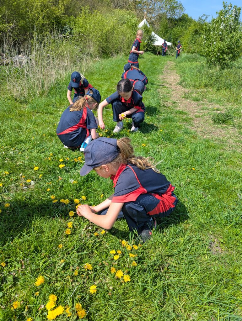 Dandelions Galore!, Copthill School