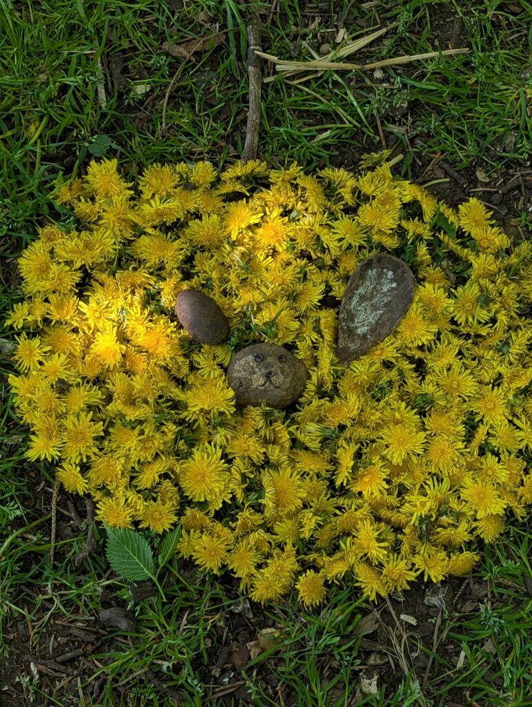 Dandelions Galore!, Copthill School