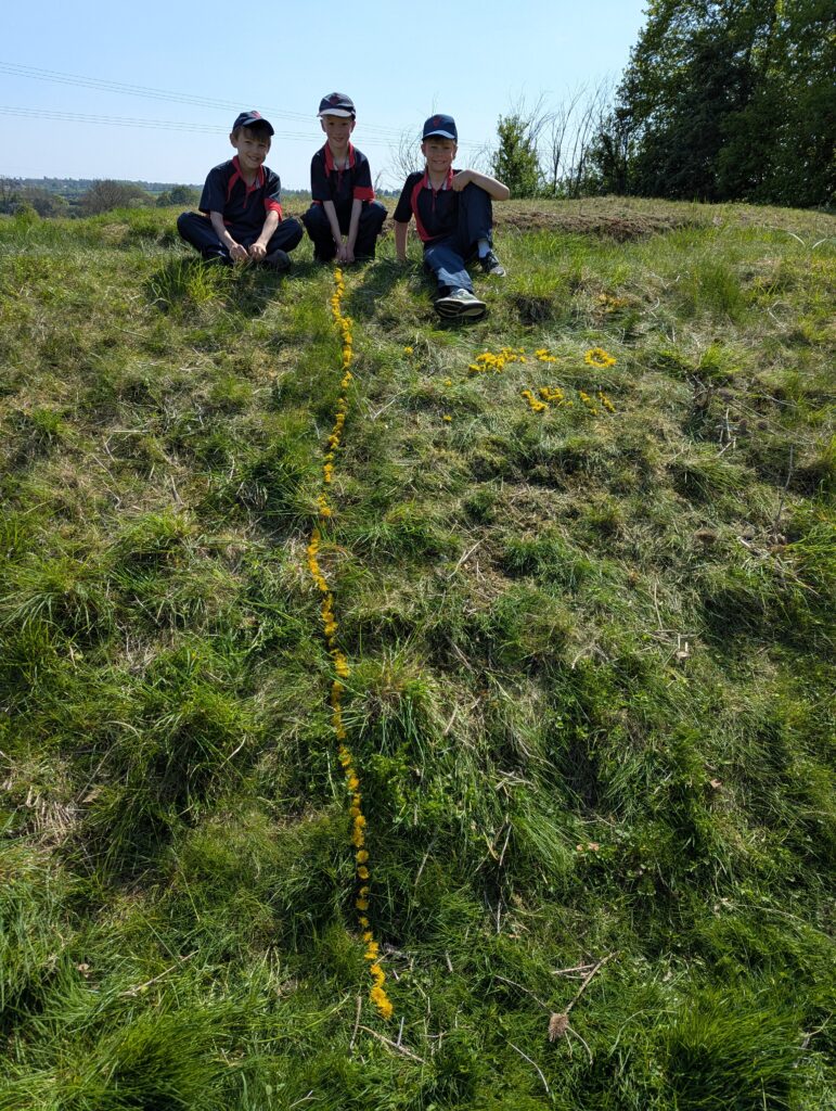 Dandelions Galore!, Copthill School
