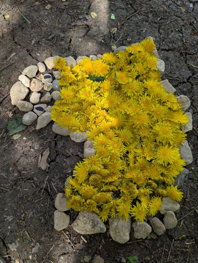 Dandelions Galore!, Copthill School