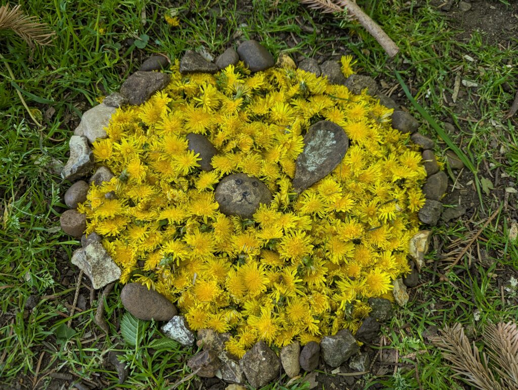 Dandelions Galore!, Copthill School