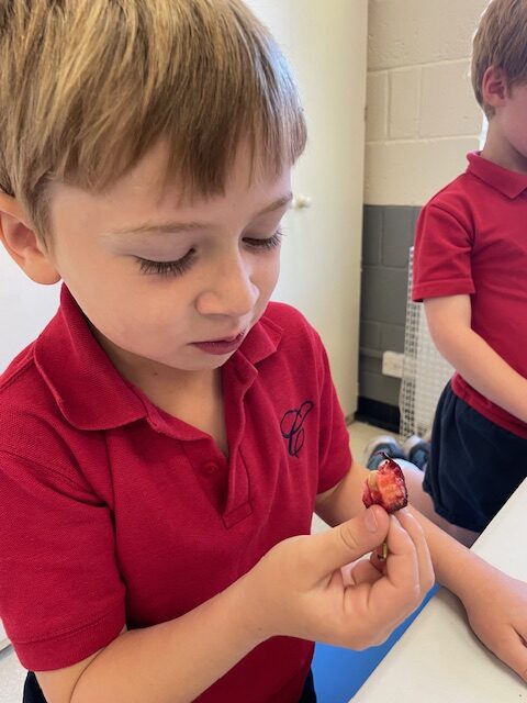 Fruits from Around the World!, Copthill School