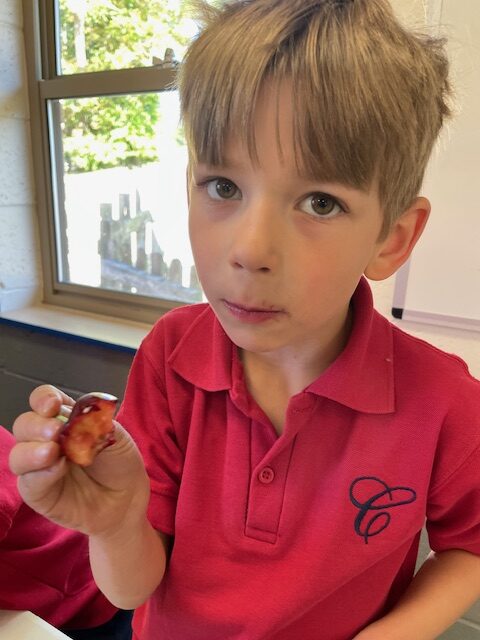 Fruits from Around the World!, Copthill School