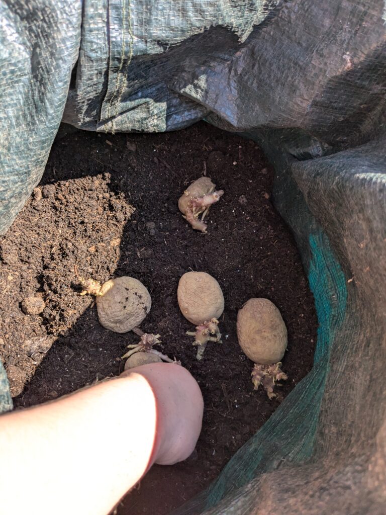 Spud-tacular News from the Quad! 🥔🌱, Copthill School
