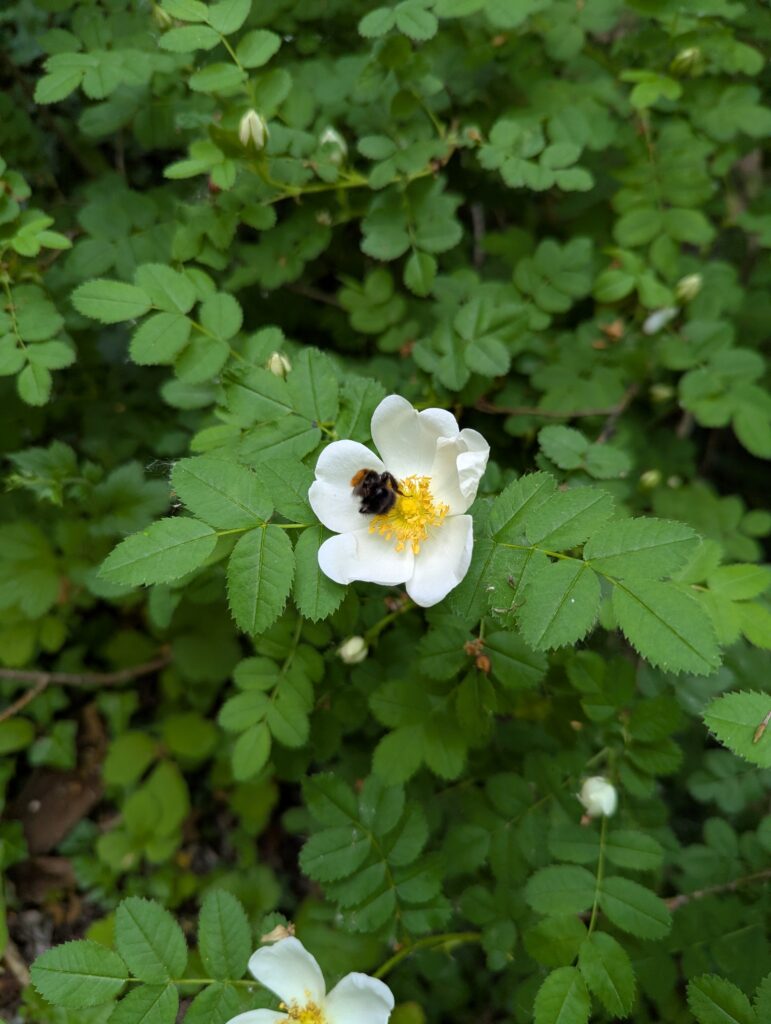 Bee utiful!, Copthill School