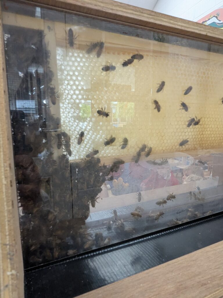 Buzzing with Excitement – Mr Campbell’s Bee Talk! 🐝🌷🍯, Copthill School