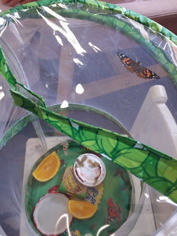 Caterpillar Chronicles: From Wriggles to Wings! 🐛✨🦋, Copthill School