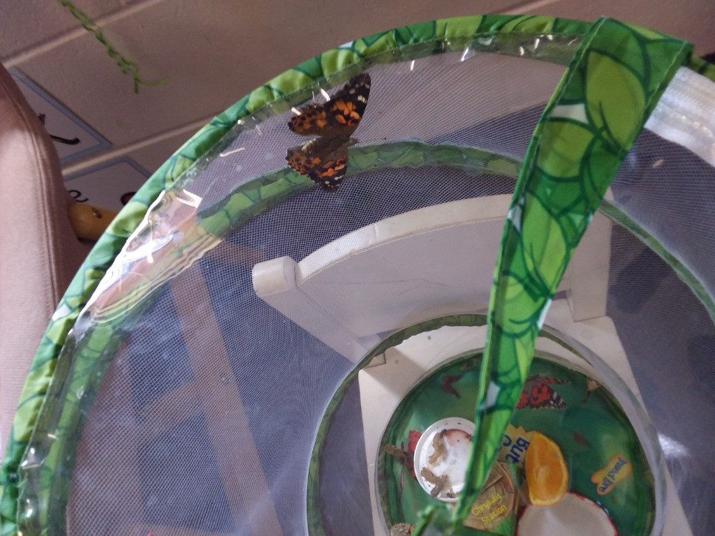 Caterpillar Chronicles: From Wriggles to Wings! 🐛✨🦋, Copthill School