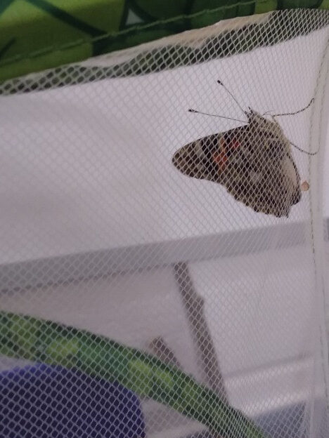 Caterpillar Chronicles: From Wriggles to Wings! 🐛✨🦋, Copthill School
