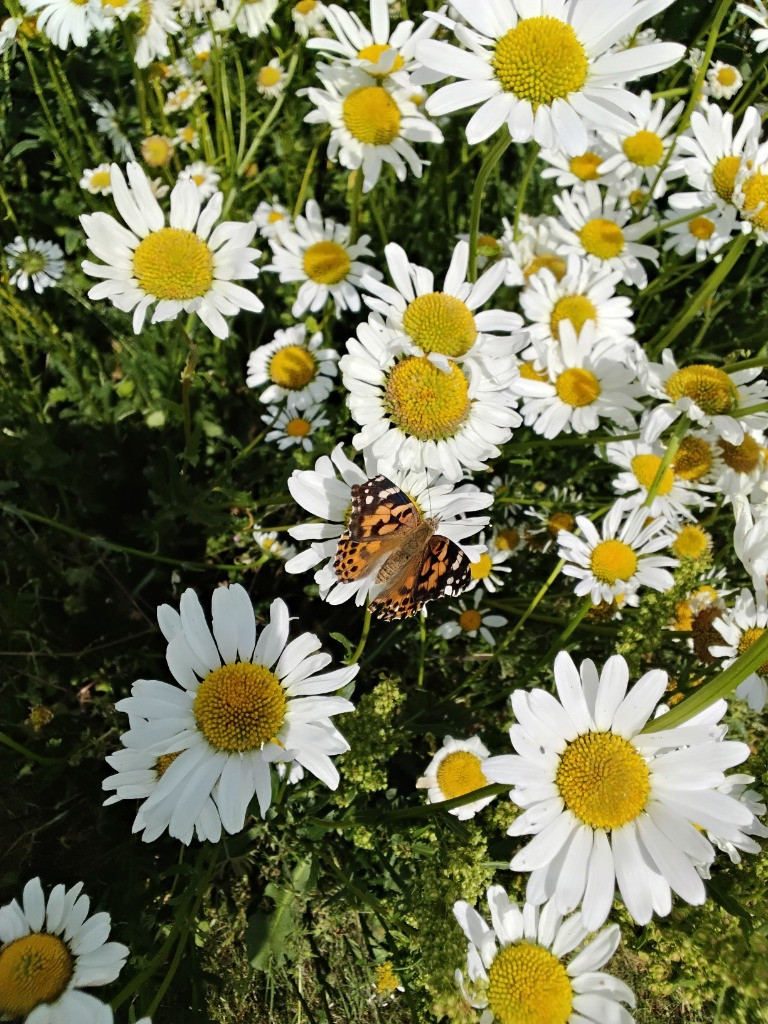 Caterpillar Chronicles: From Wriggles to Wings! 🐛✨🦋, Copthill School