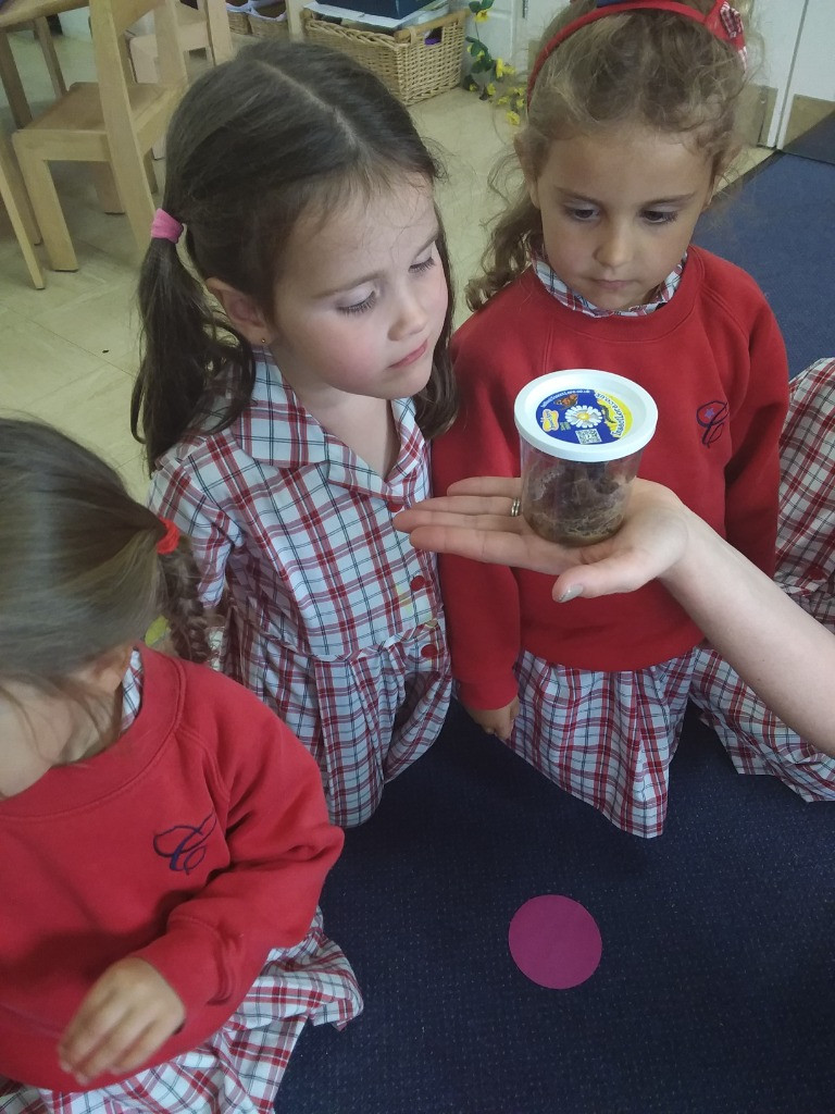 Caterpillar Chronicles: From Wriggles to Wings! 🐛✨🦋, Copthill School