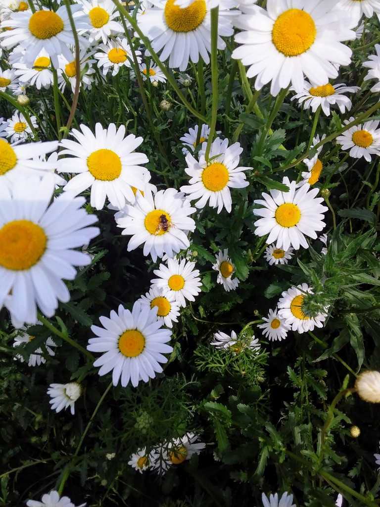 Petal Patrol & the Great Fairy Escape 🌼🧚, Copthill School