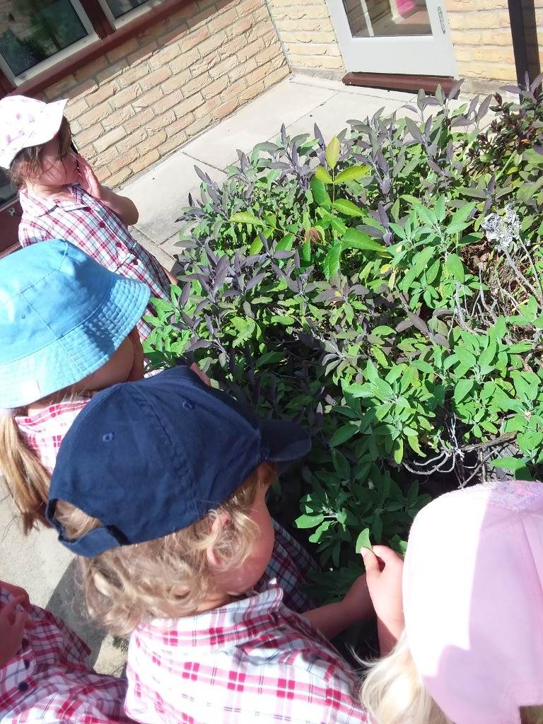 Petal Patrol & the Great Fairy Escape 🌼🧚, Copthill School