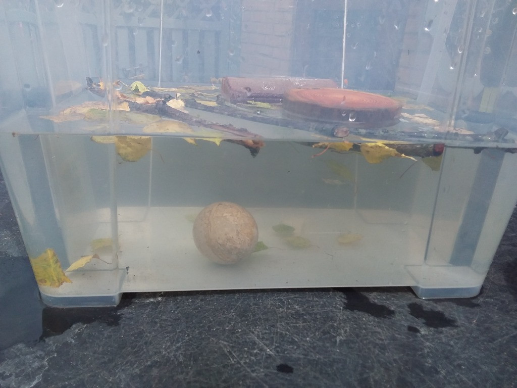 Float or Flop? The Very Scientific Woodland Water Test! 🌿🧪💧, Copthill School