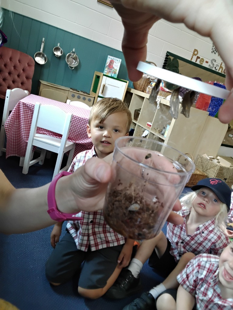 Caterpillar Chronicles: From Wriggles to Wings! 🐛✨🦋, Copthill School