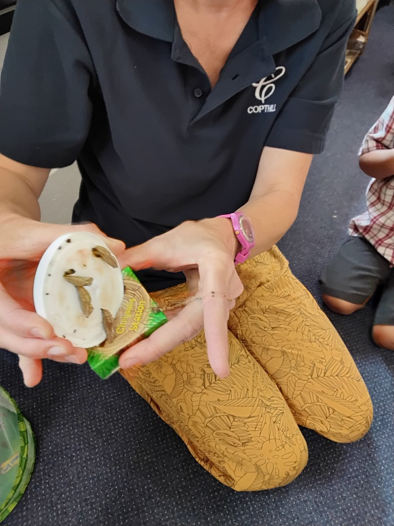 Caterpillar Chronicles: From Wriggles to Wings! 🐛✨🦋, Copthill School