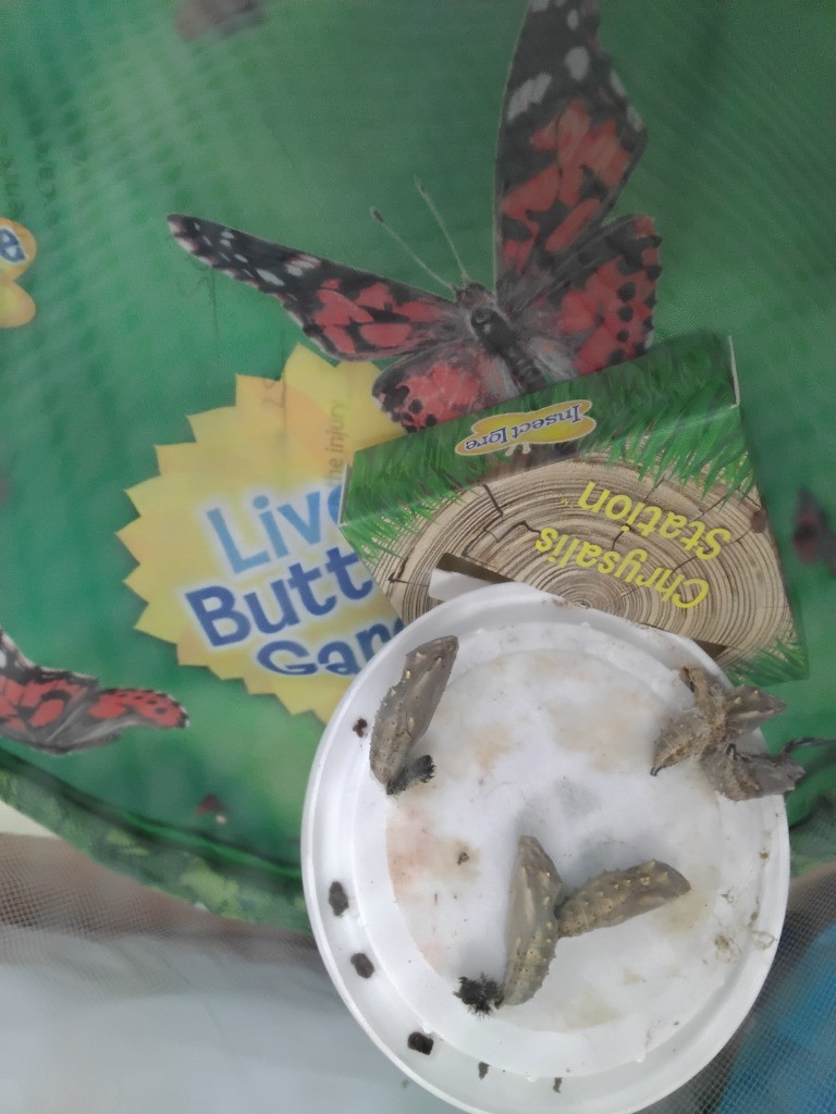 Caterpillar Chronicles: From Wriggles to Wings! 🐛✨🦋, Copthill School
