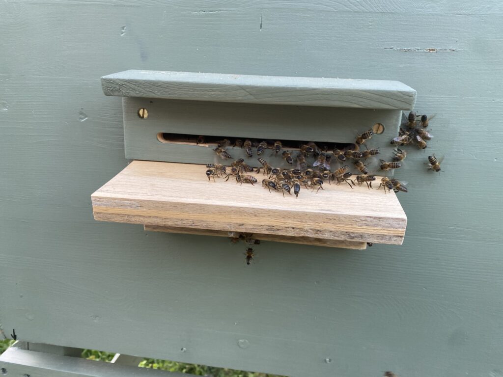 Mr Campbell’s Precious Hive, Copthill School