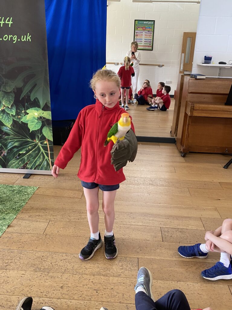 Animal Magic, Copthill School