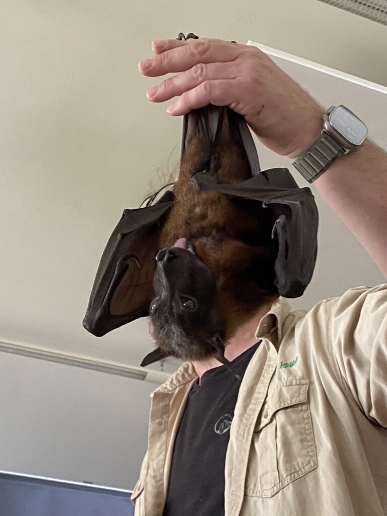 Animal Magic, Copthill School