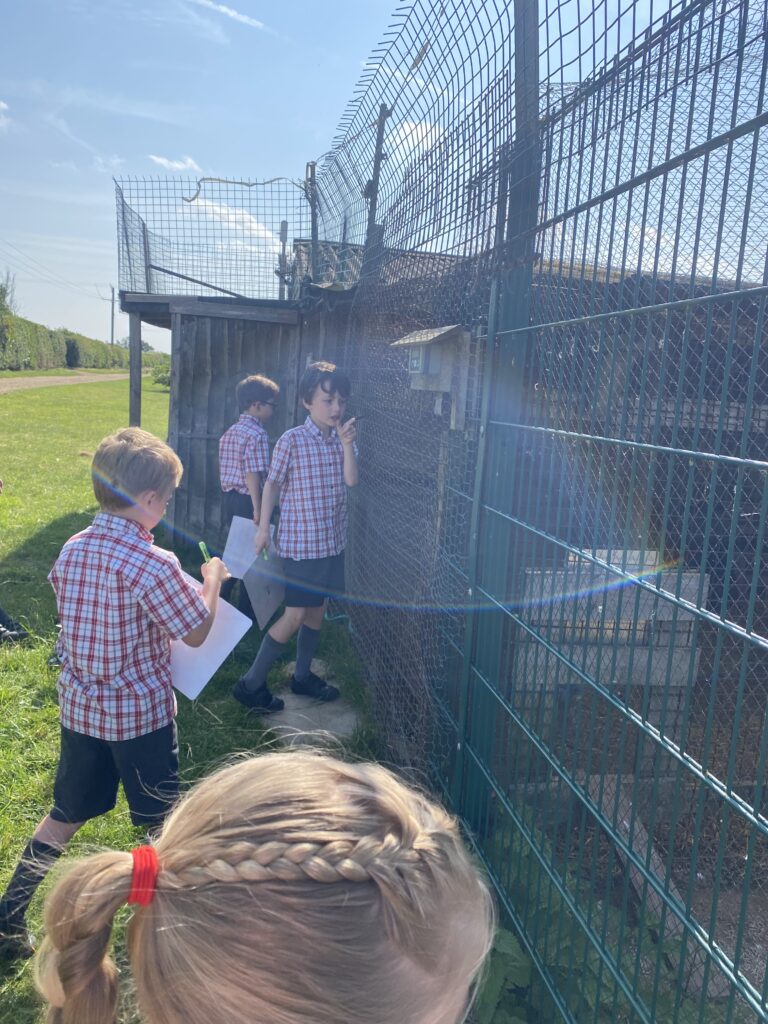 Animal Magic, Copthill School