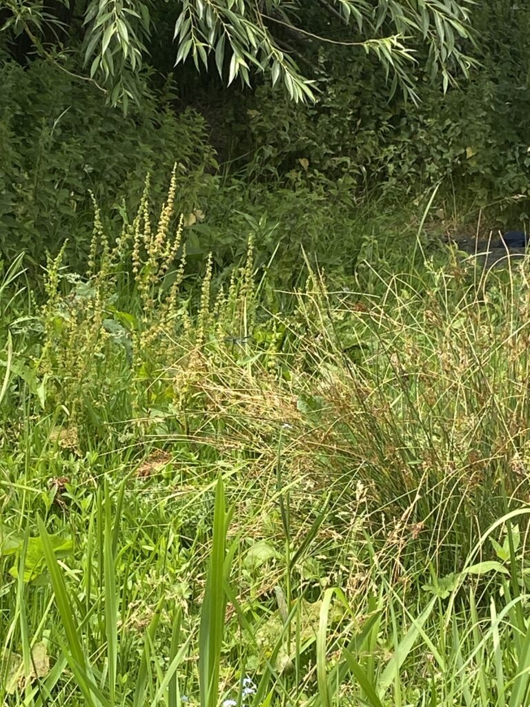 River life, Copthill School